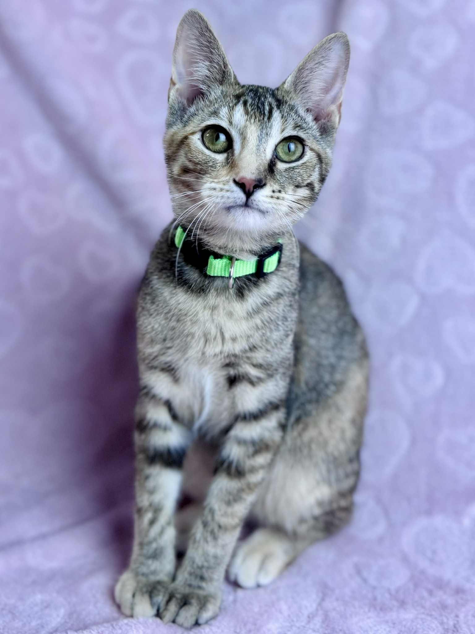 Pansy, a Adoptable American Shorthair in Rixeyville, VA image 6/6