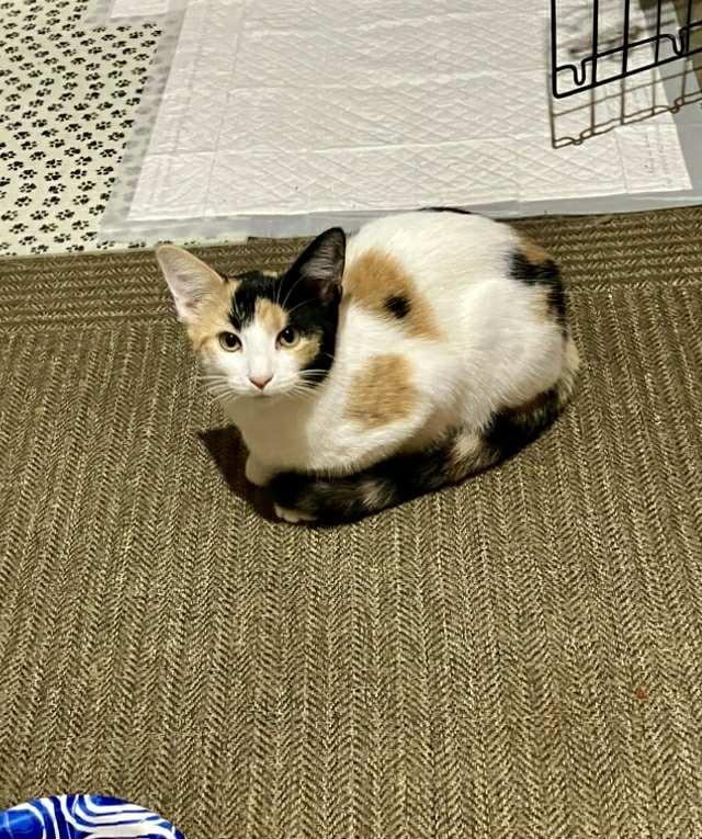 Cleo, a Adopted mixed breed in Bardstown, KY image 2/6