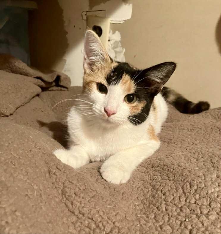 Cleo, a Adopted mixed breed in Bardstown, KY image 3/6