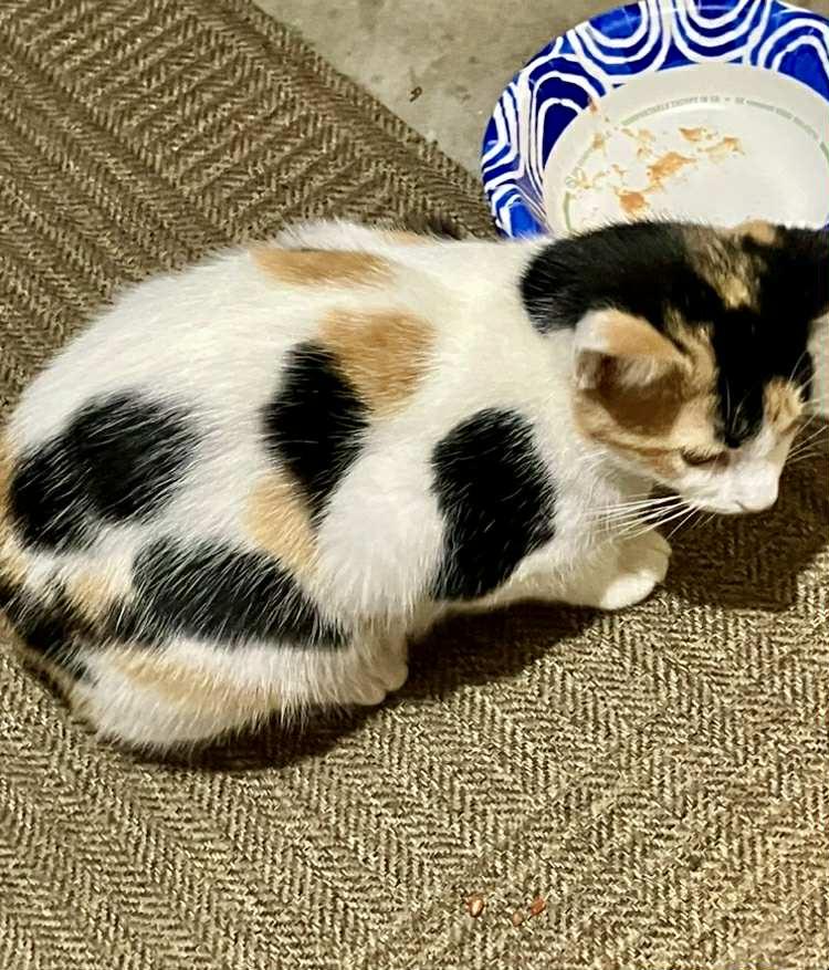 Cleo, a Adopted mixed breed in Bardstown, KY image 4/6