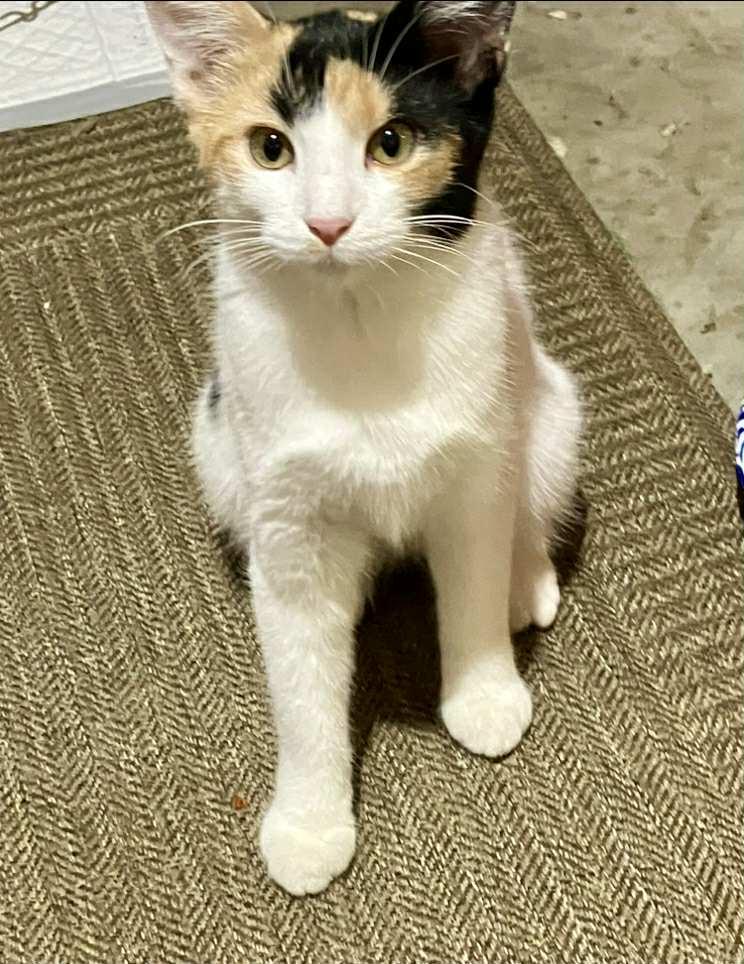 Cleo, a Adopted mixed breed in Bardstown, KY image 6/6