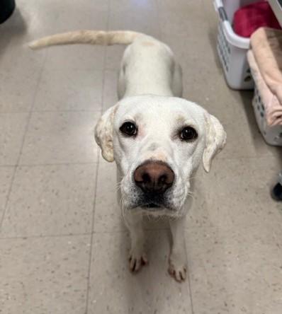 Potato , ADOPTABLE, Adult Male Pointer.