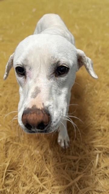 Enlarge Potato , a ADOPTABLE mixed breed in Fayetteville, AR image 2/4