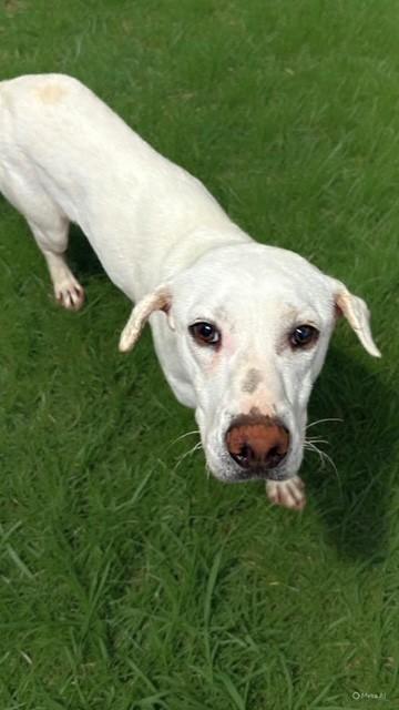 Enlarge Potato , a ADOPTABLE mixed breed in Fayetteville, AR image 3/4
