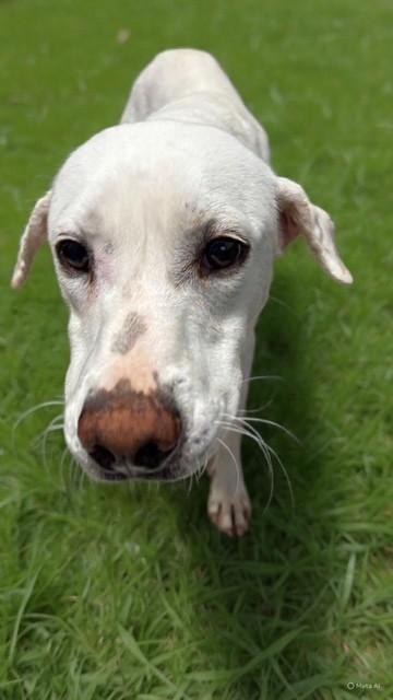 Enlarge Potato , a ADOPTABLE mixed breed in Fayetteville, AR image 4/4