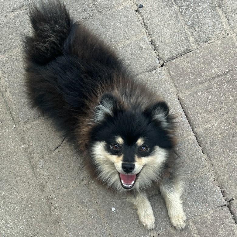 Skuppers, an adopted Pomeranian in Normal, IL image 2/2