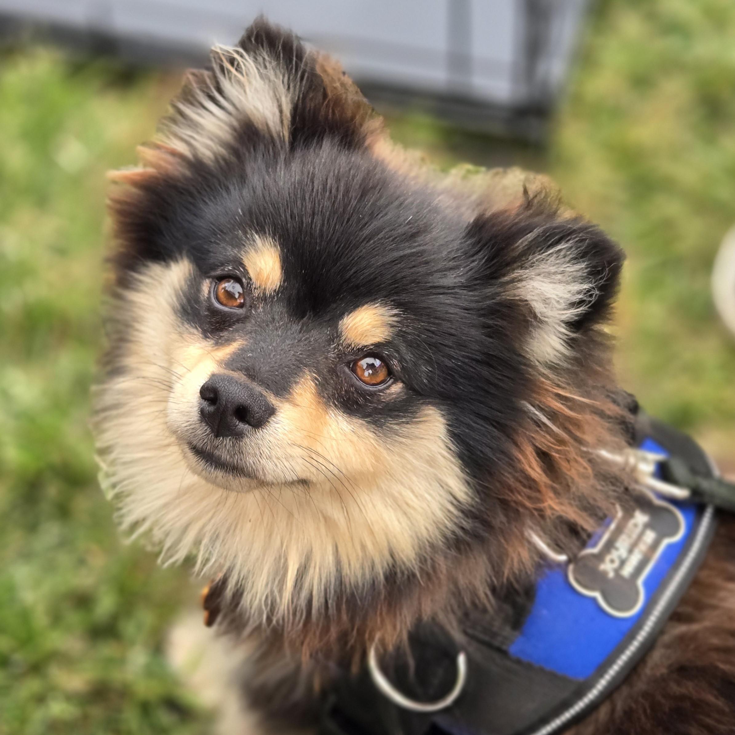 Skuppers, adopted, Young Male Pomeranian.
