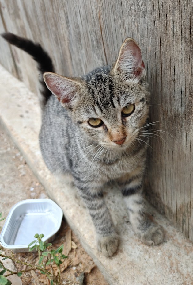 ~Courtesy ~ Goldie, Adoptable, Young Female Domestic Short Hair.