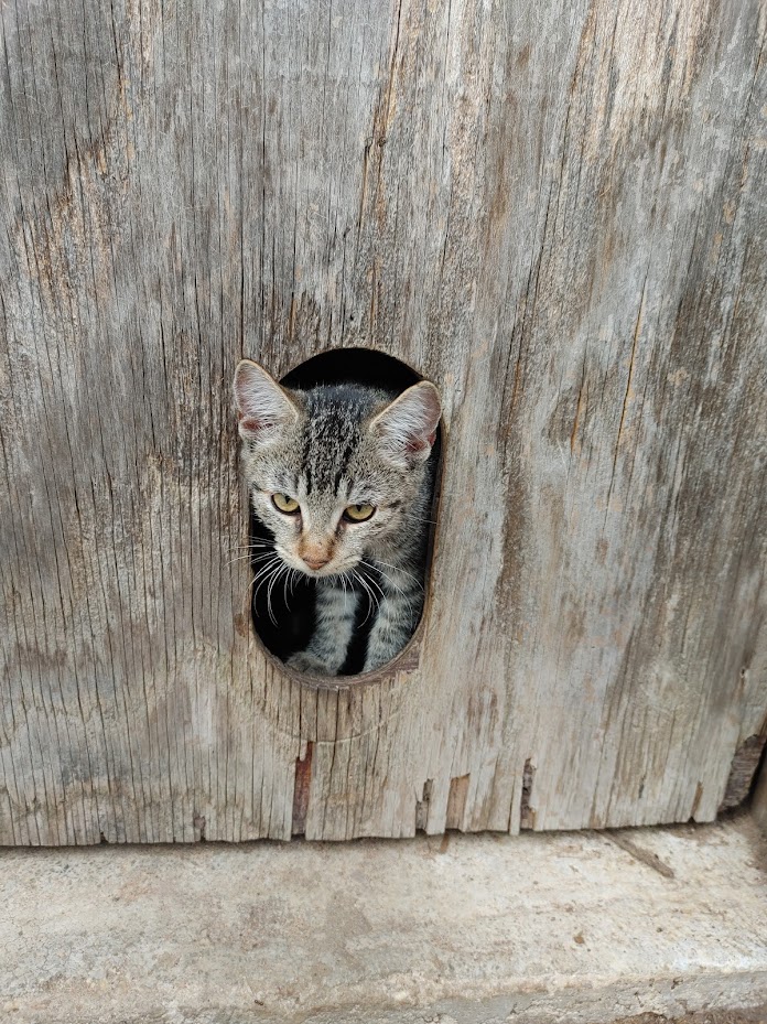 ~Courtesy ~ Goldie, a Adoptable Domestic Short Hair in Mobile, AL image 2/3