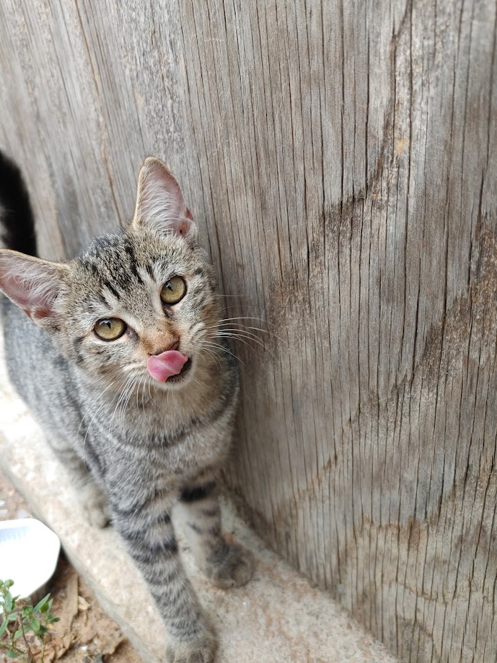 ~Courtesy ~ Goldie, a Adoptable Domestic Short Hair in Mobile, AL image 3/3