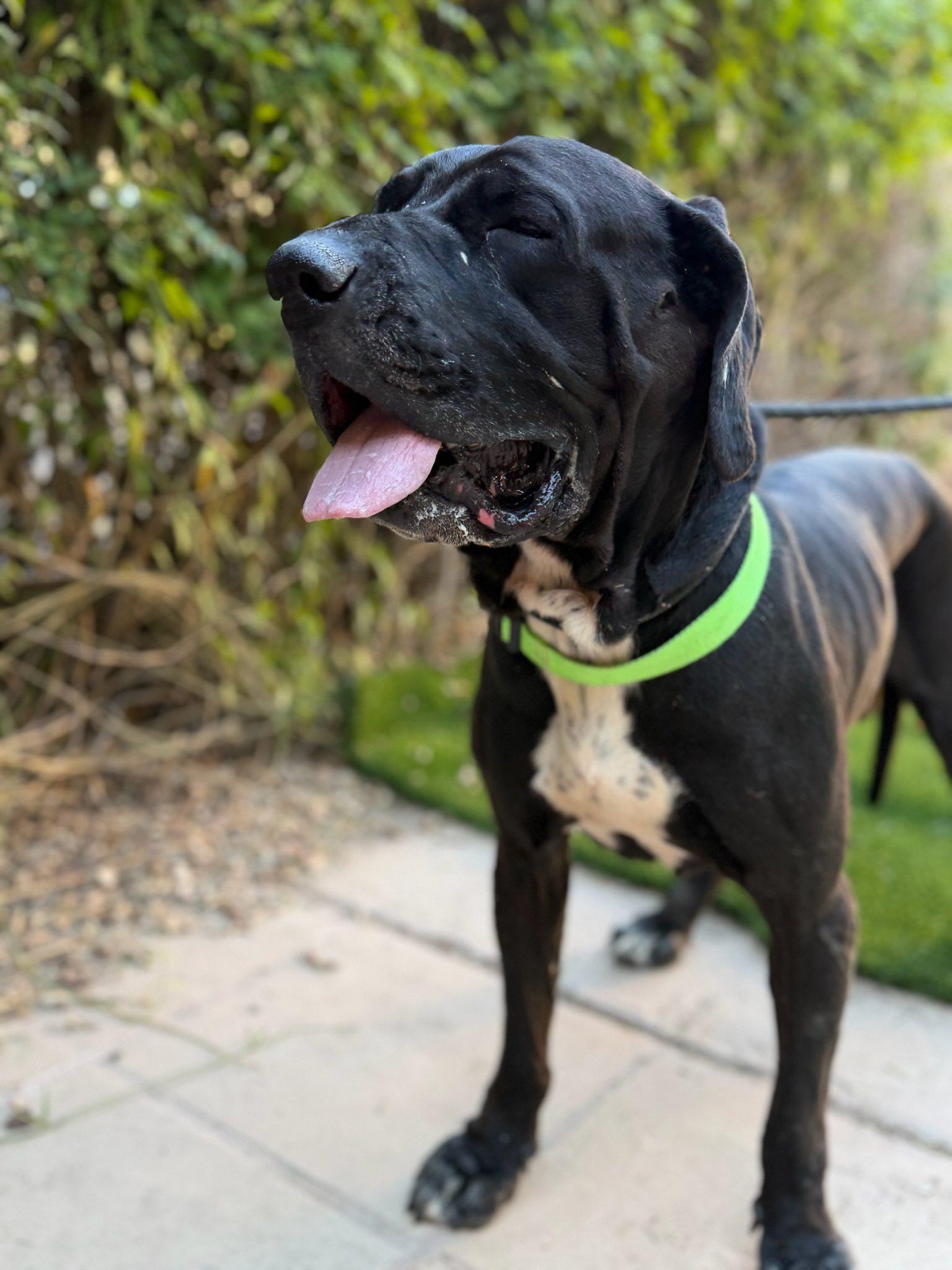 Magic, a Adoptable Mastiff in Glendale, AZ image 1/2