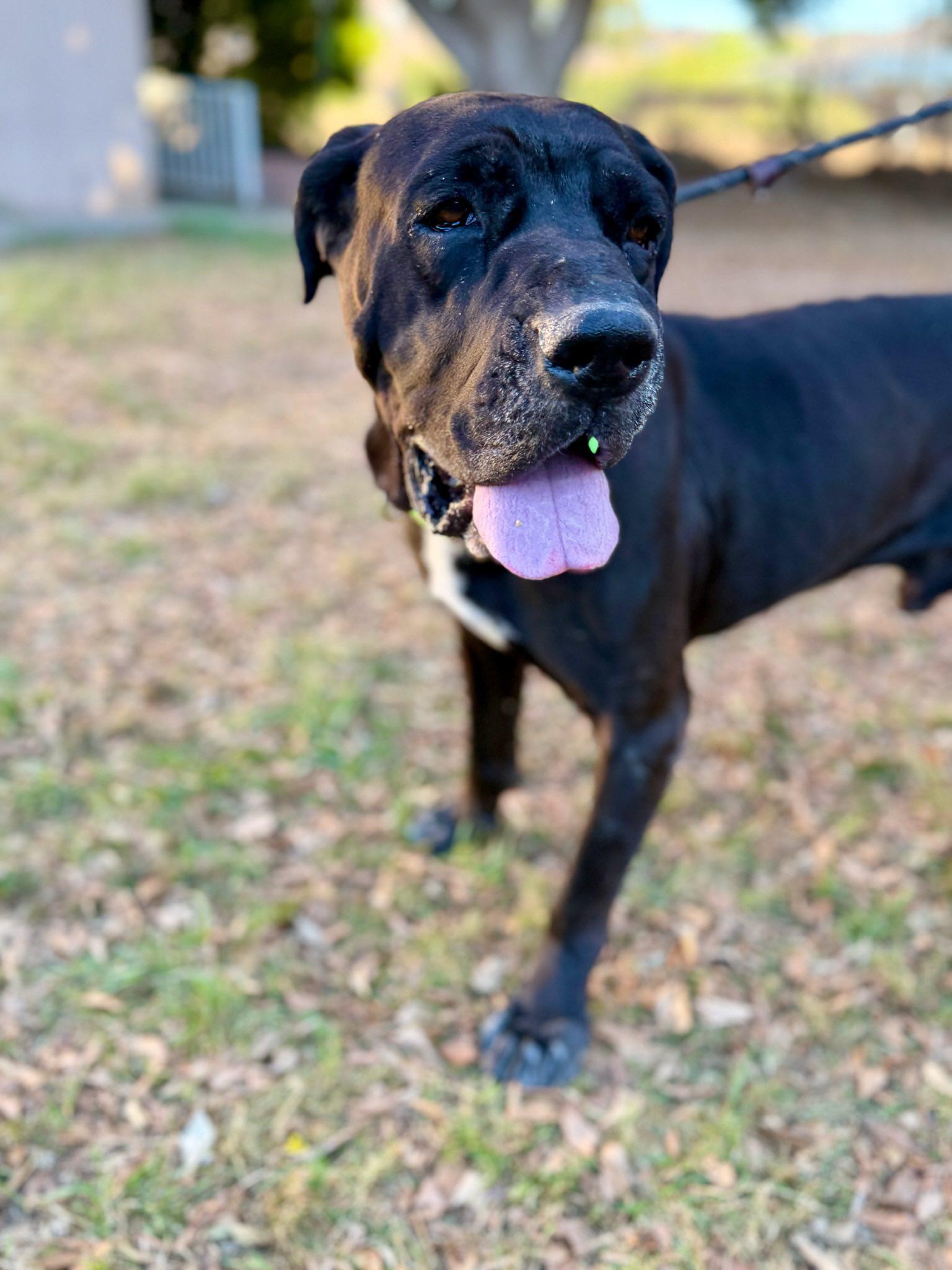 Magic, a Adoptable Mastiff in Glendale, AZ image 2/2