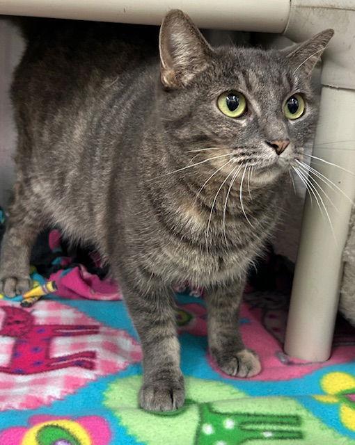 Enlarge 251677  Kogi, a Adoptable Domestic Short Hair in Wetumpka, AL image 1/1