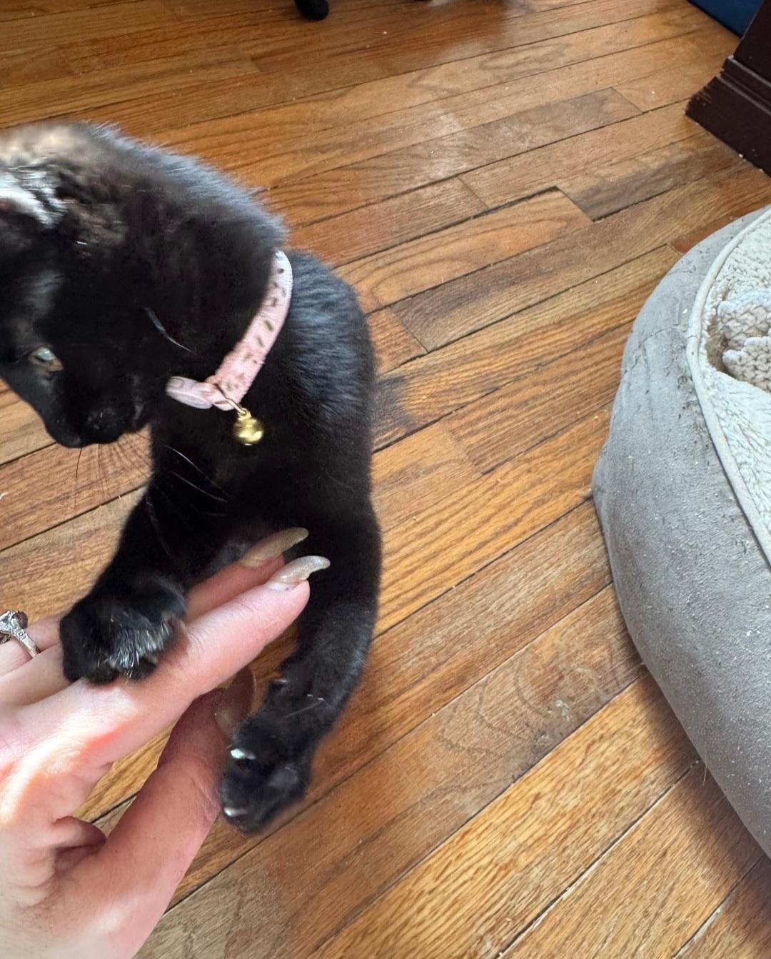 Enlarge Onyx, a Adopted Domestic Short Hair in Staten Island, NY image 2/4