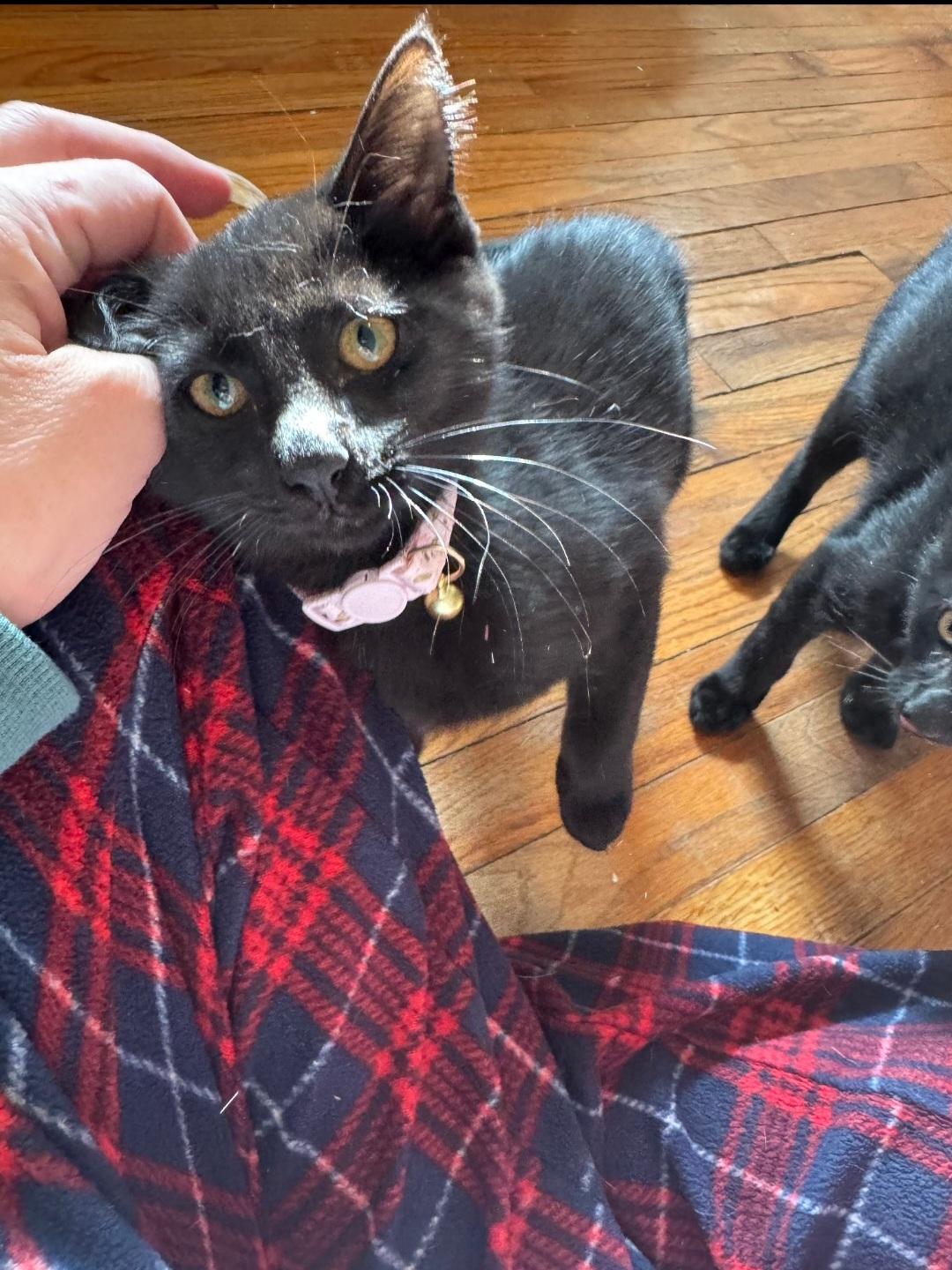 Enlarge Onyx, a Adopted Domestic Short Hair in Staten Island, NY image 1/4