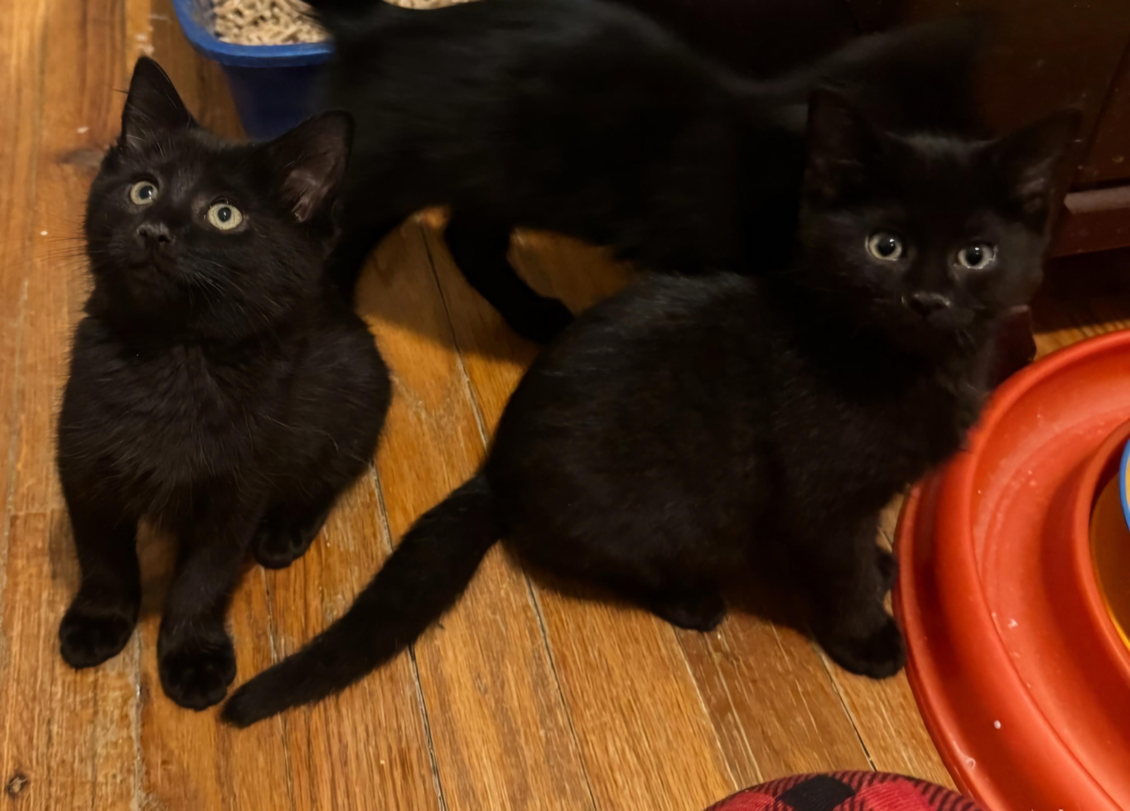 Enlarge Onyx, a Adopted Domestic Short Hair in Staten Island, NY image 4/4