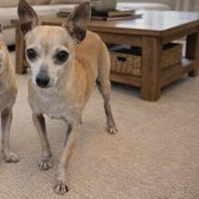 Lilly, ADOPTABLE, Senior Female Chihuahua.