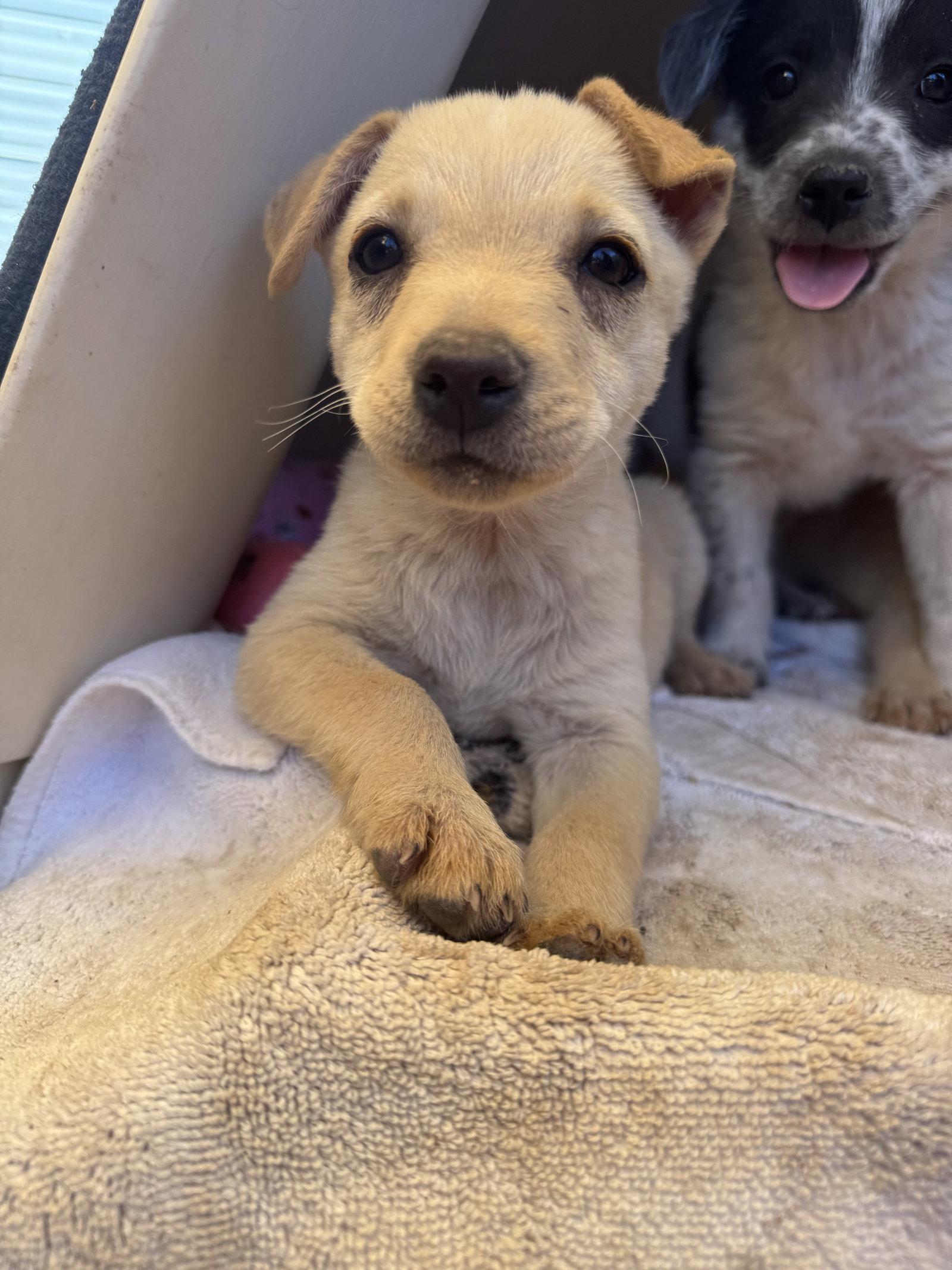 Cherry, Adoptable, Puppy Female Brittany Spaniel & Dachshund.