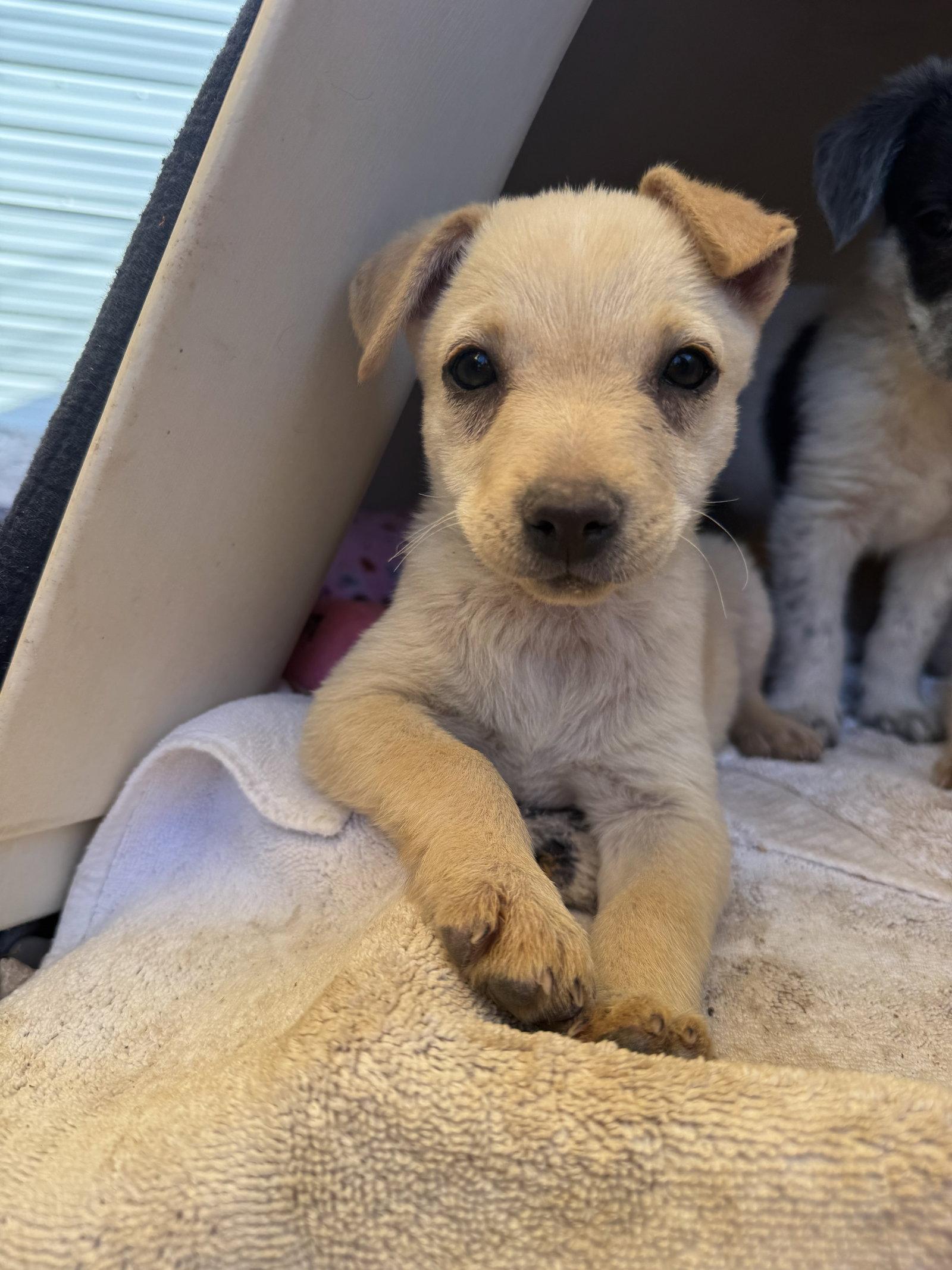 Cherry, a Adoptable mixed breed in Williamsburg, NM image 2/3