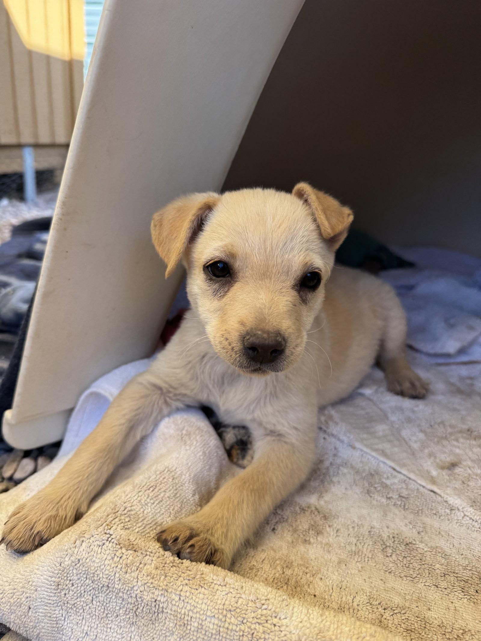 Cherry, a Adoptable mixed breed in Williamsburg, NM image 3/3