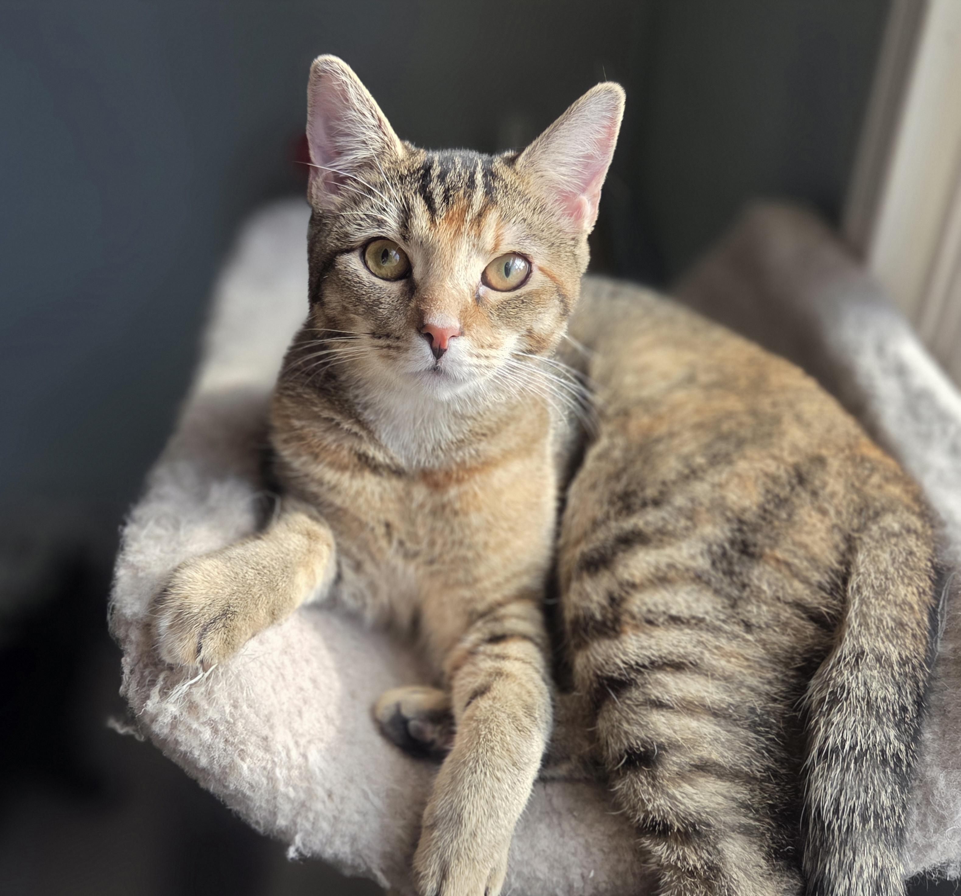 Gemelli, adoptable, Kitten Female Domestic Short Hair.