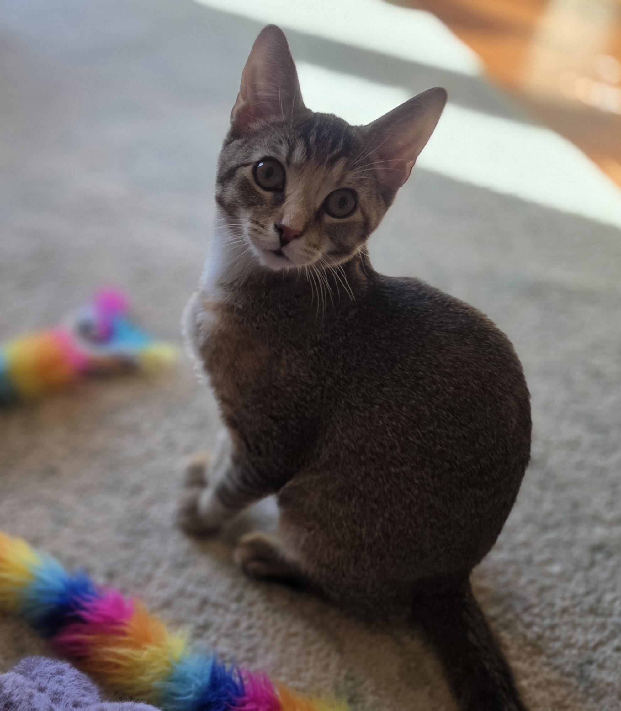 Enlarge Gemelli, an adoptable Domestic Short Hair in Woodbridge, VA image 1/1