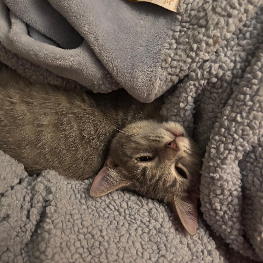 Caroline, a Adoptable Domestic Short Hair in Springfield, OH image 1/5