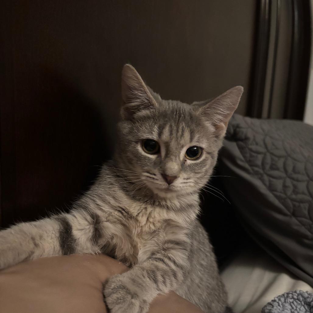 Caroline, a Adoptable Domestic Short Hair in Springfield, OH image 2/5