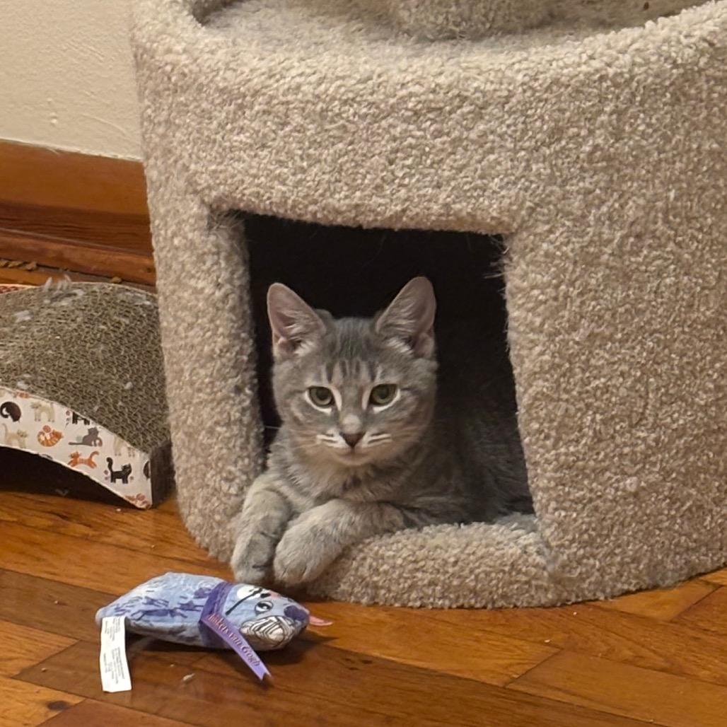 Caroline, a Adoptable Domestic Short Hair in Springfield, OH image 3/5