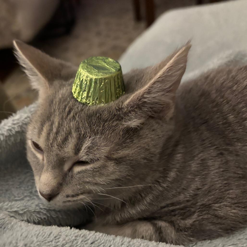 Caroline, a Adoptable Domestic Short Hair in Springfield, OH image 4/5