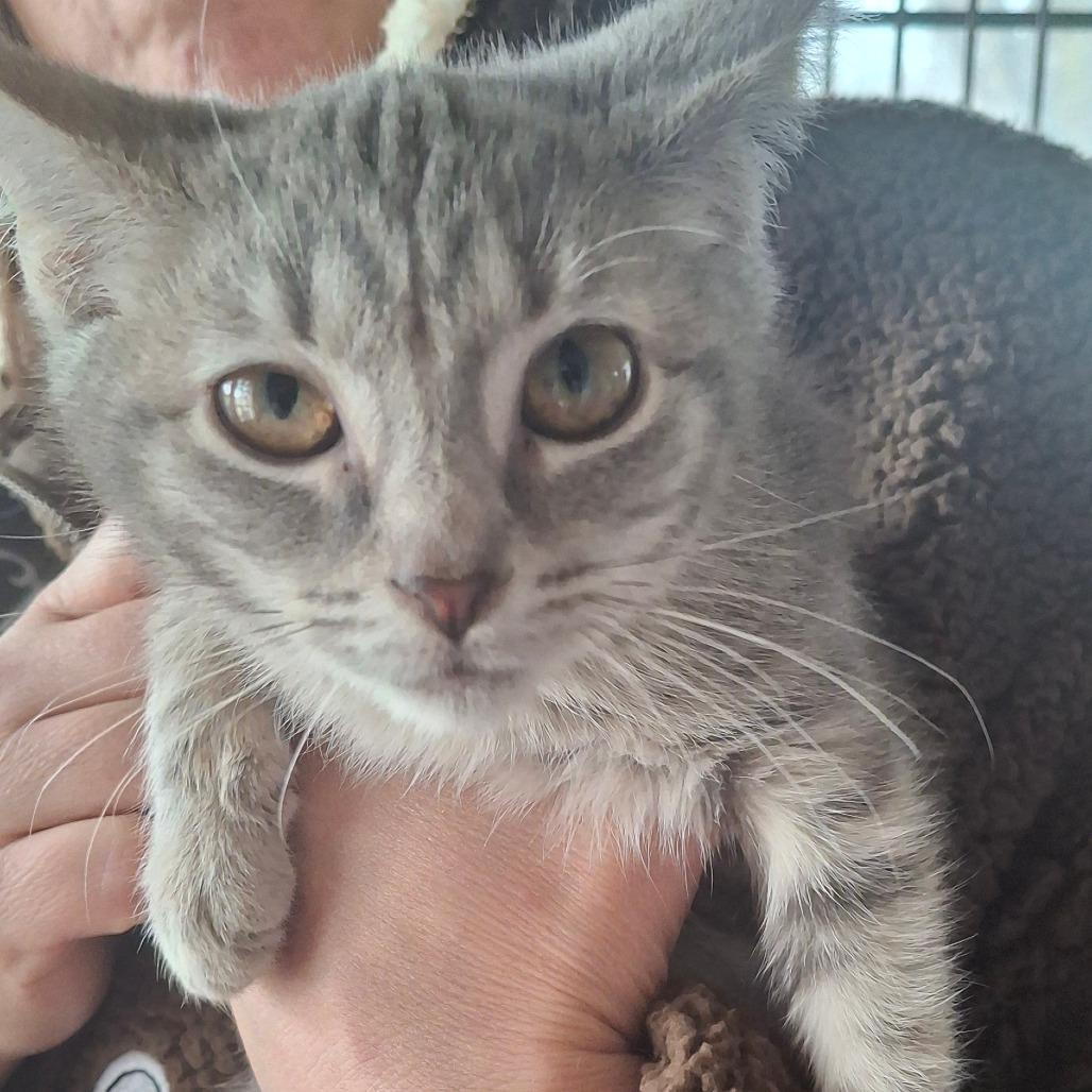 Caroline, a Adoptable Domestic Short Hair in Springfield, OH image 5/5