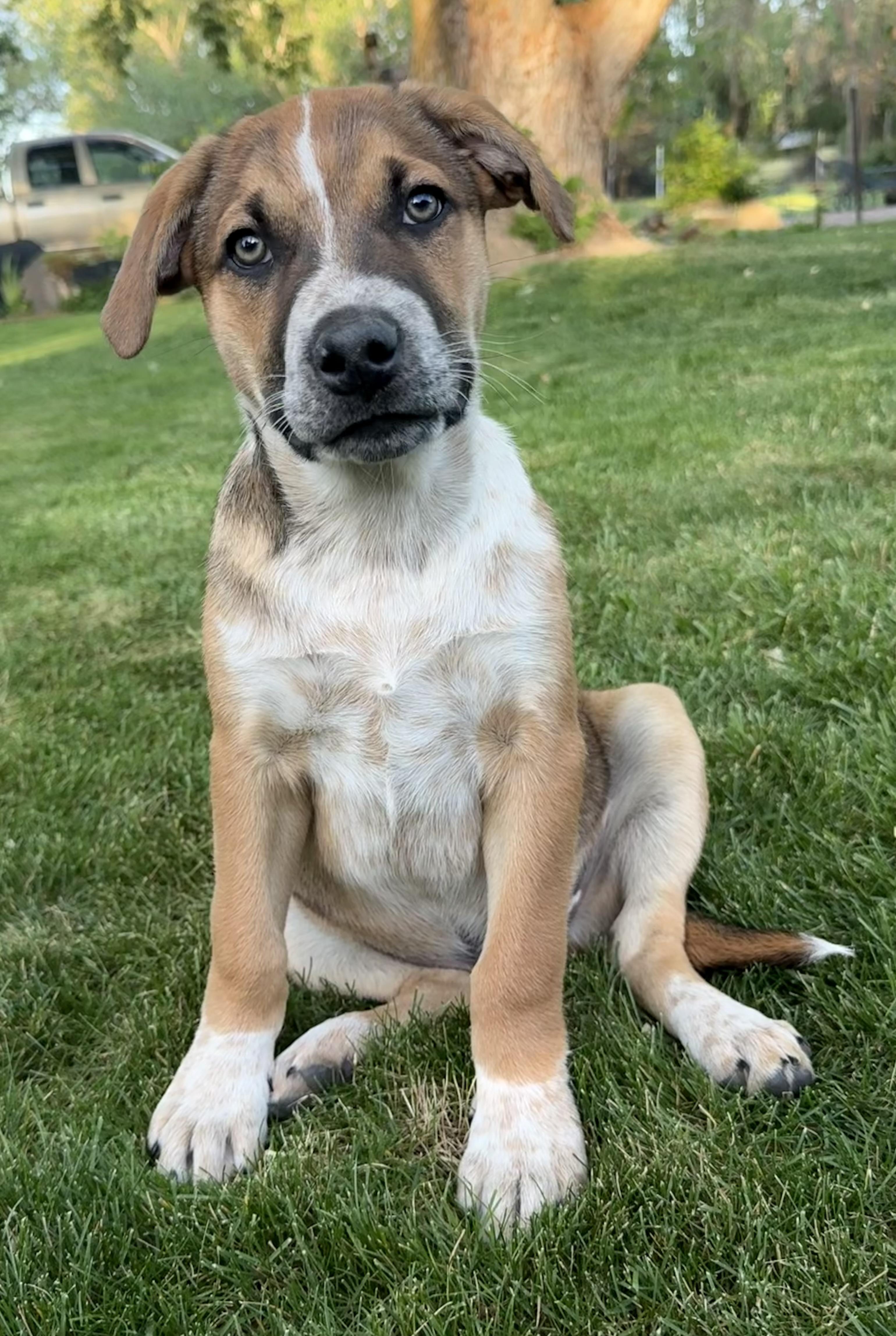 Sunny, Adoptable, Young Male American Staffordshire Terrier & Great Pyrenees.