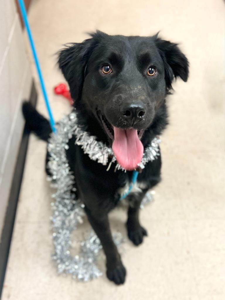 Sampson, a Adoptable mixed breed in Rock Springs, WY image 1/4