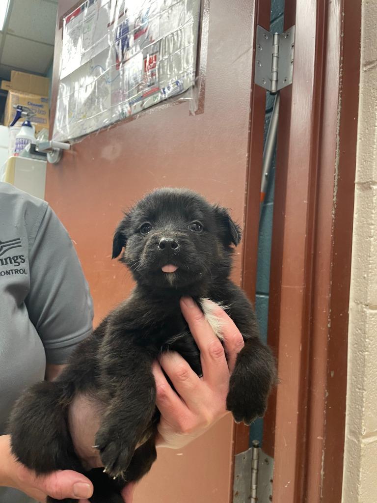 Sampson, a Adoptable mixed breed in Rock Springs, WY image 2/4