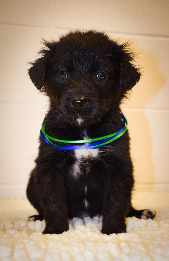 Sampson, a Adoptable mixed breed in Rock Springs, WY image 4/4