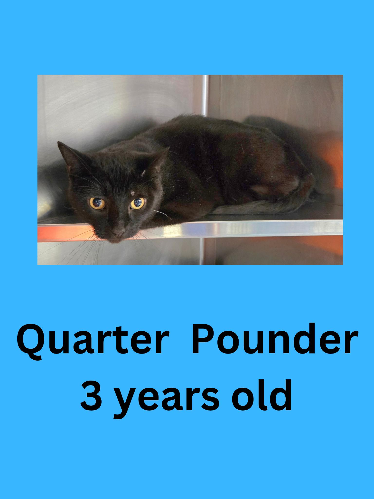 Quarter Pounder, adopted, Adult Male Domestic Short Hair.