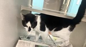 Chaos, Adoptable, Adult Male Domestic Short Hair & Domestic Short Hair.