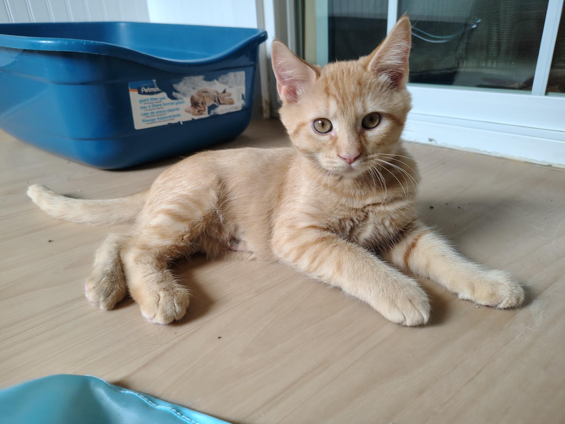 Mac, adopted, Kitten Male Domestic Short Hair & Tabby.