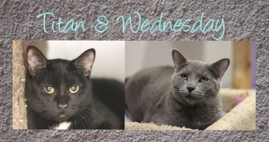 Titan (bonded w/Wednesday), Adoptable, Young Male Domestic Short Hair.