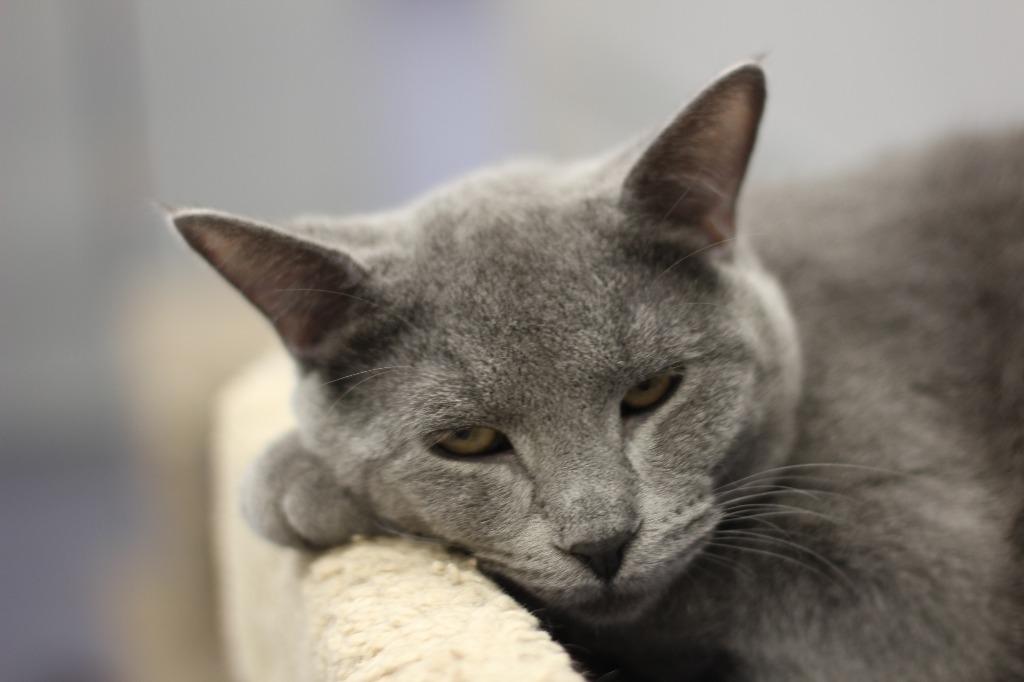 Enlarge Titan (bonded w/Wednesday), a Adoptable mixed breed in Rockford, IL image 2/3