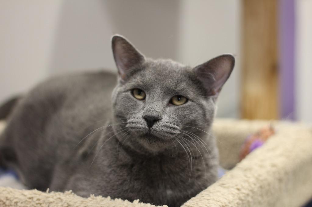 Enlarge Titan (bonded w/Wednesday), a Adoptable mixed breed in Rockford, IL image 3/3