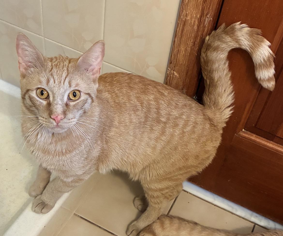 CREME BRULEE & ZESTY-Bonded Brothers, a Adoptable Domestic Short Hair in Spotswood, NJ image 5/6
