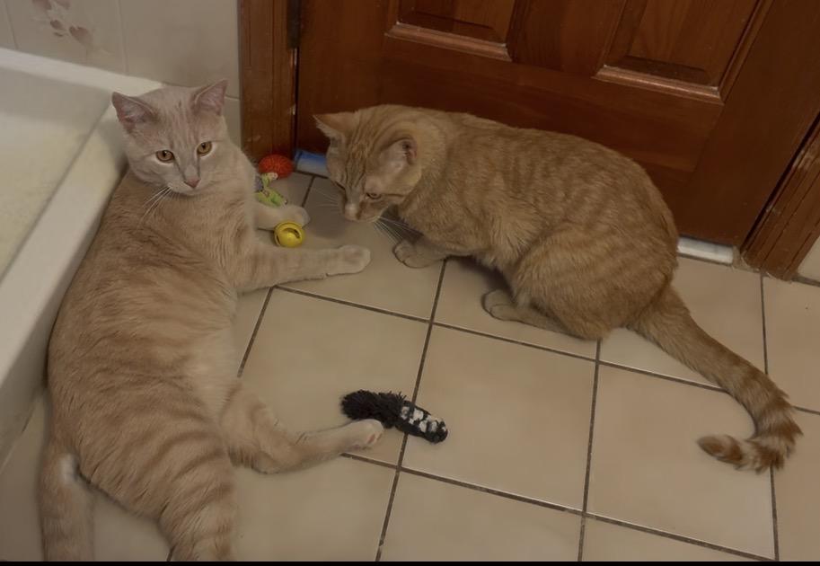 CREME BRULEE & ZESTY-Bonded Brothers, Adoptable, Young Male Domestic Short Hair.