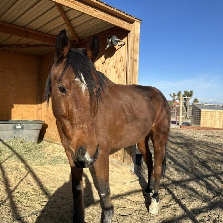 Gambler photo