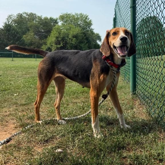 Cherry, ADOPTABLE, Adult Female Hound.