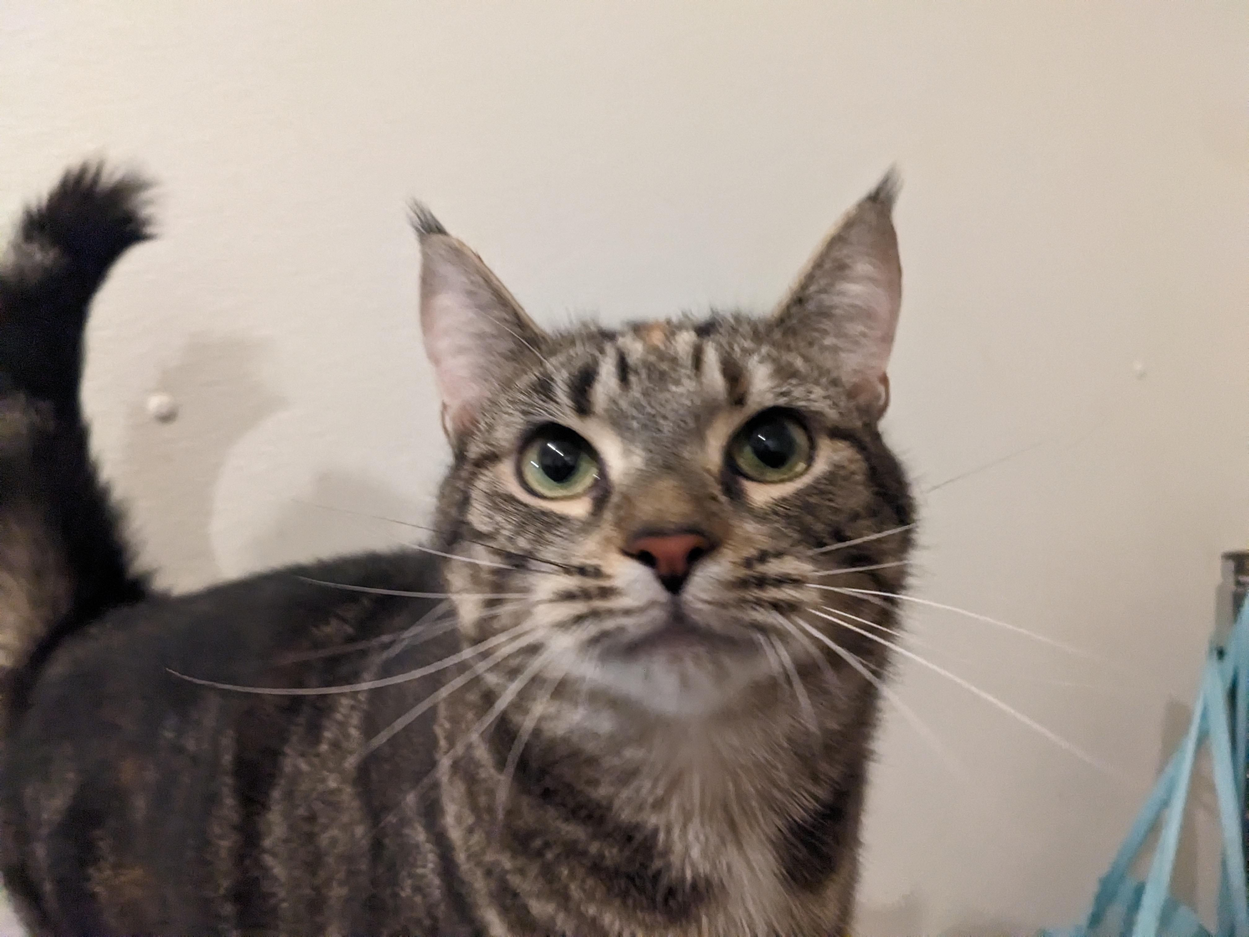 Tabitha, a Adoptable Domestic Short Hair in Rocky Ridge, MD image 2/5