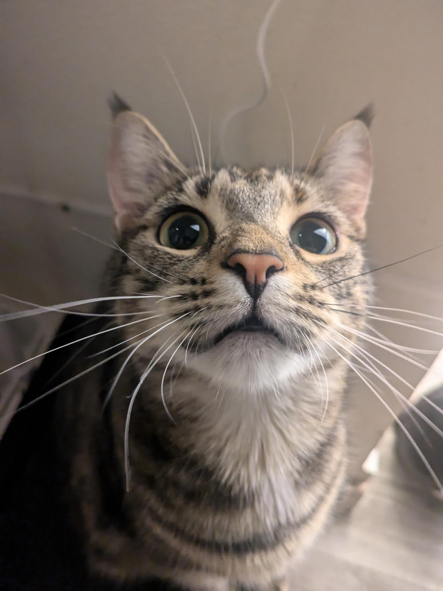 Tabitha, a Adoptable Domestic Short Hair in Rocky Ridge, MD image 5/5