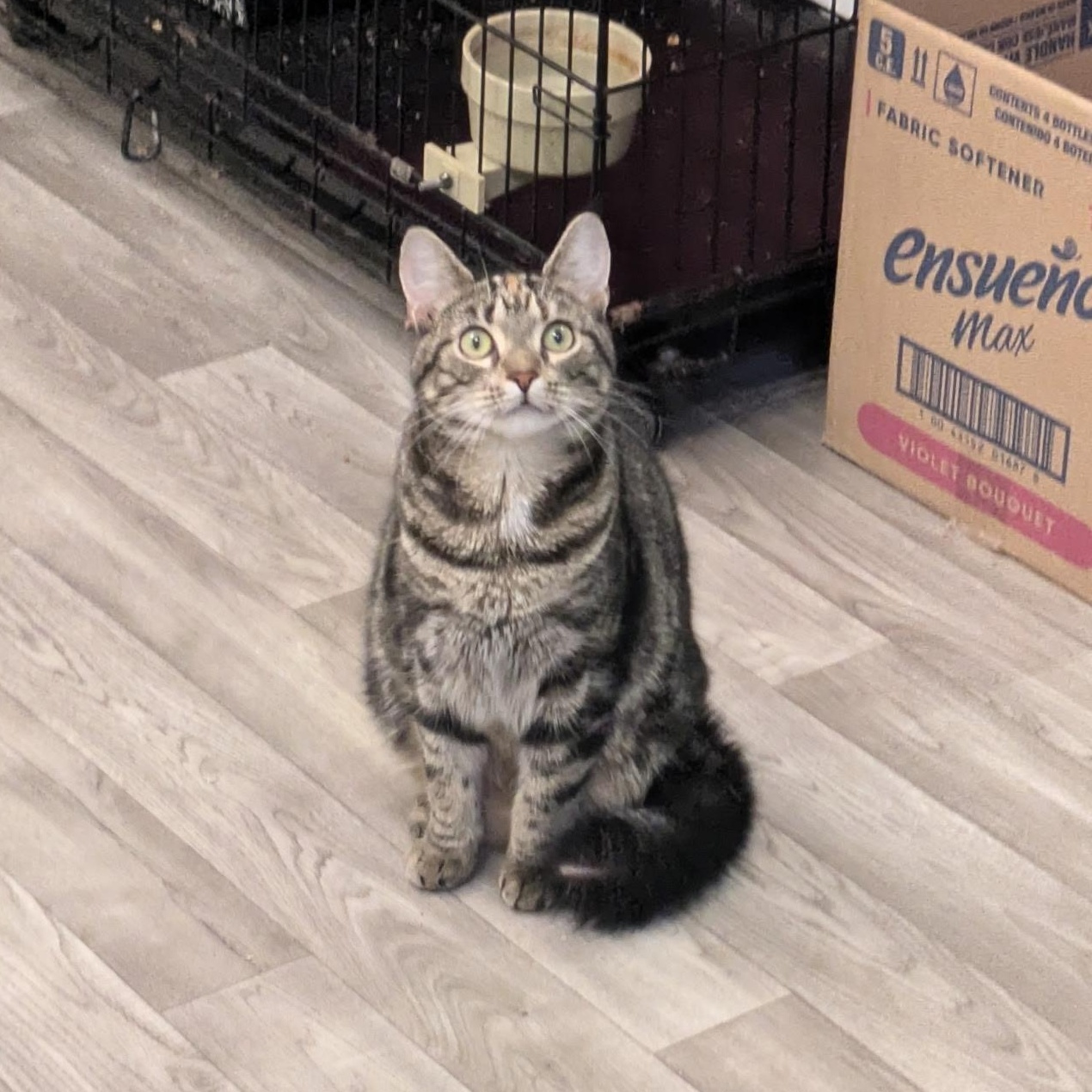 Tabitha, a Adoptable Domestic Short Hair in Rocky Ridge, MD image 4/5