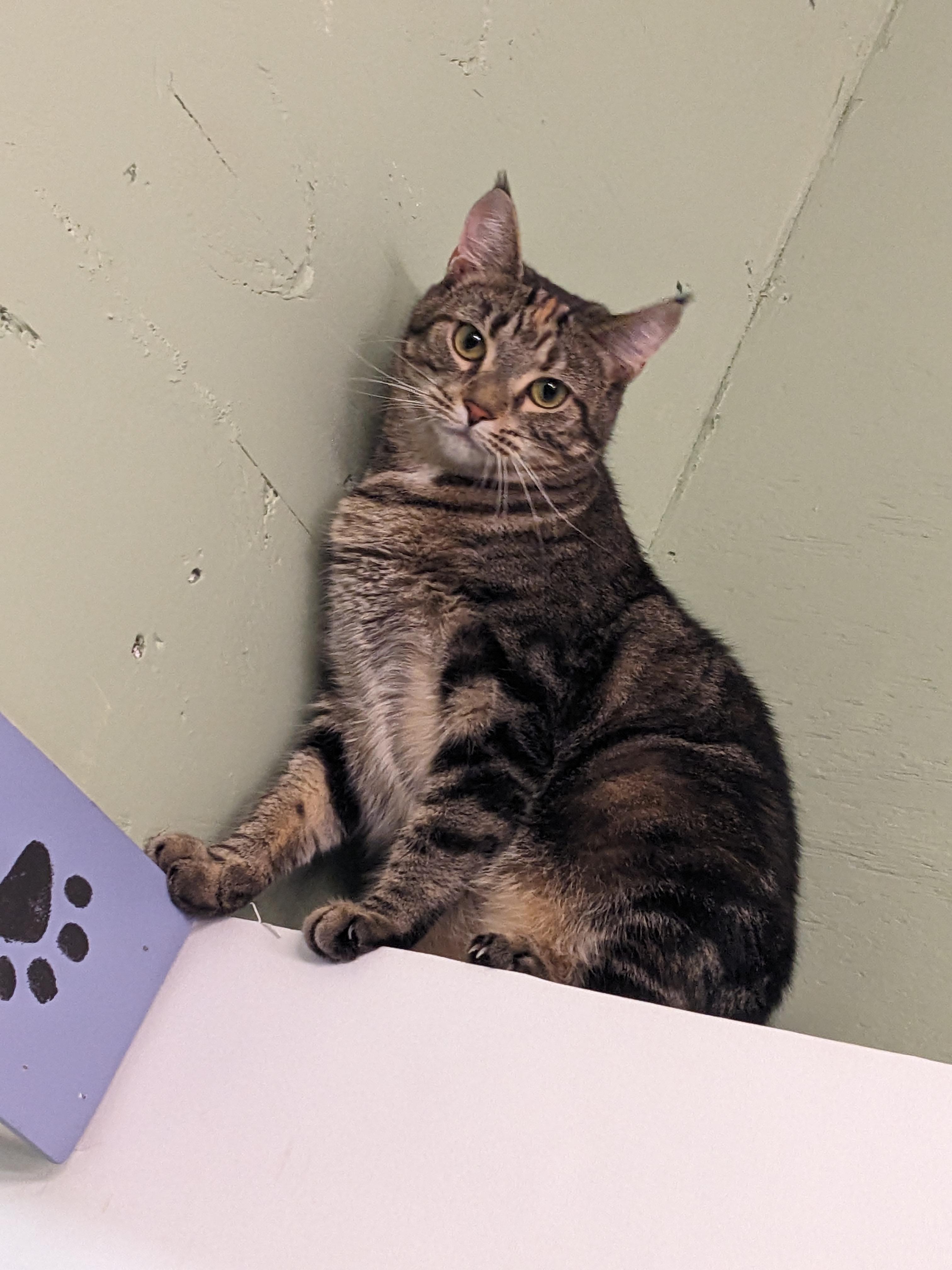 Tabitha, a Adoptable Domestic Short Hair in Rocky Ridge, MD image 1/5