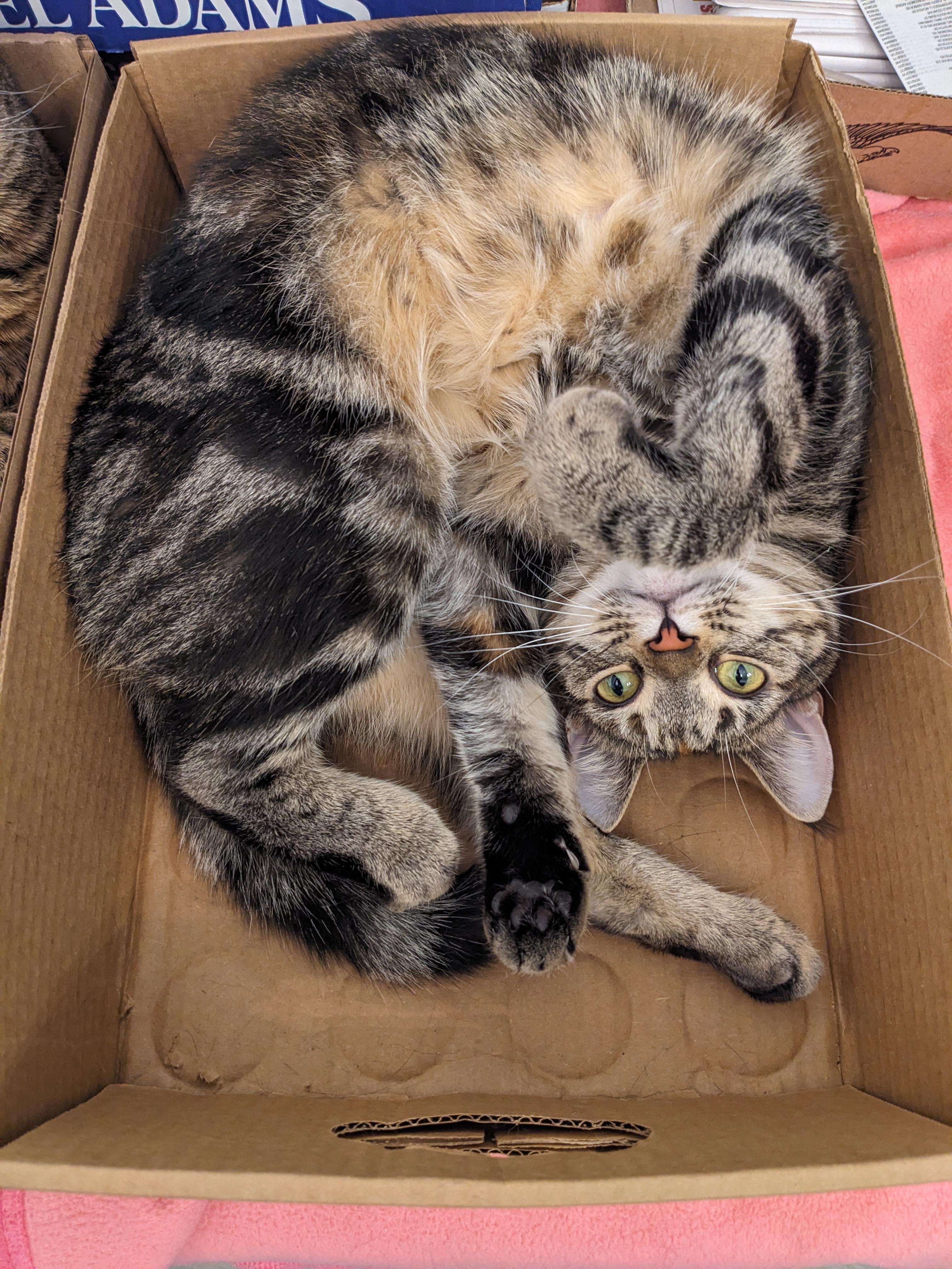 Tabitha, a Adoptable Domestic Short Hair in Rocky Ridge, MD image 3/5